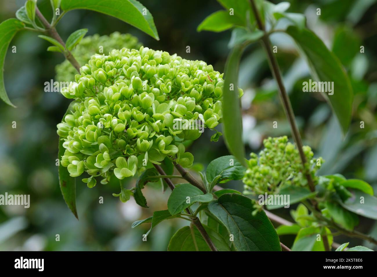 Viburnum macrocephalum 'sterile', palla di neve cinese 'sterile'. Arbusto sempreverde, a capriate dense di fiori bianchi sterili Foto Stock