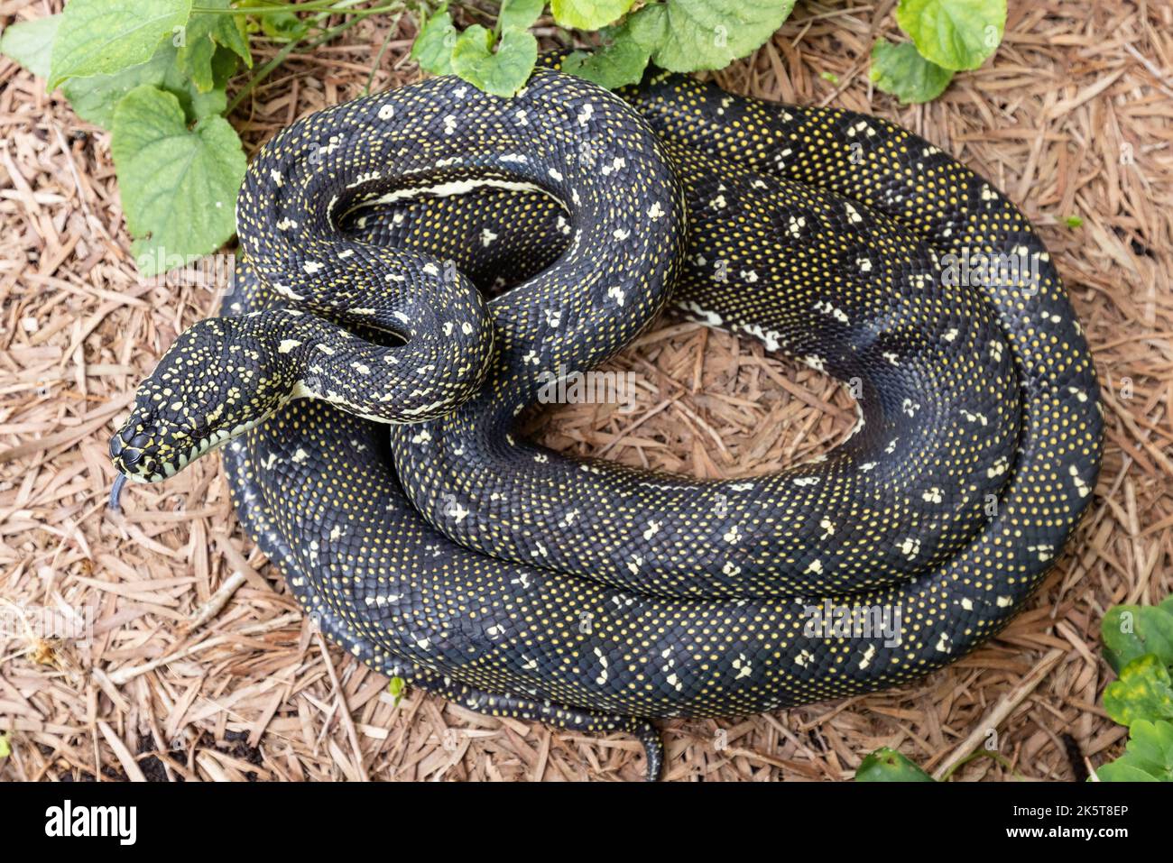 Australian Diamond Python; Morelia spilota spilota Foto Stock
