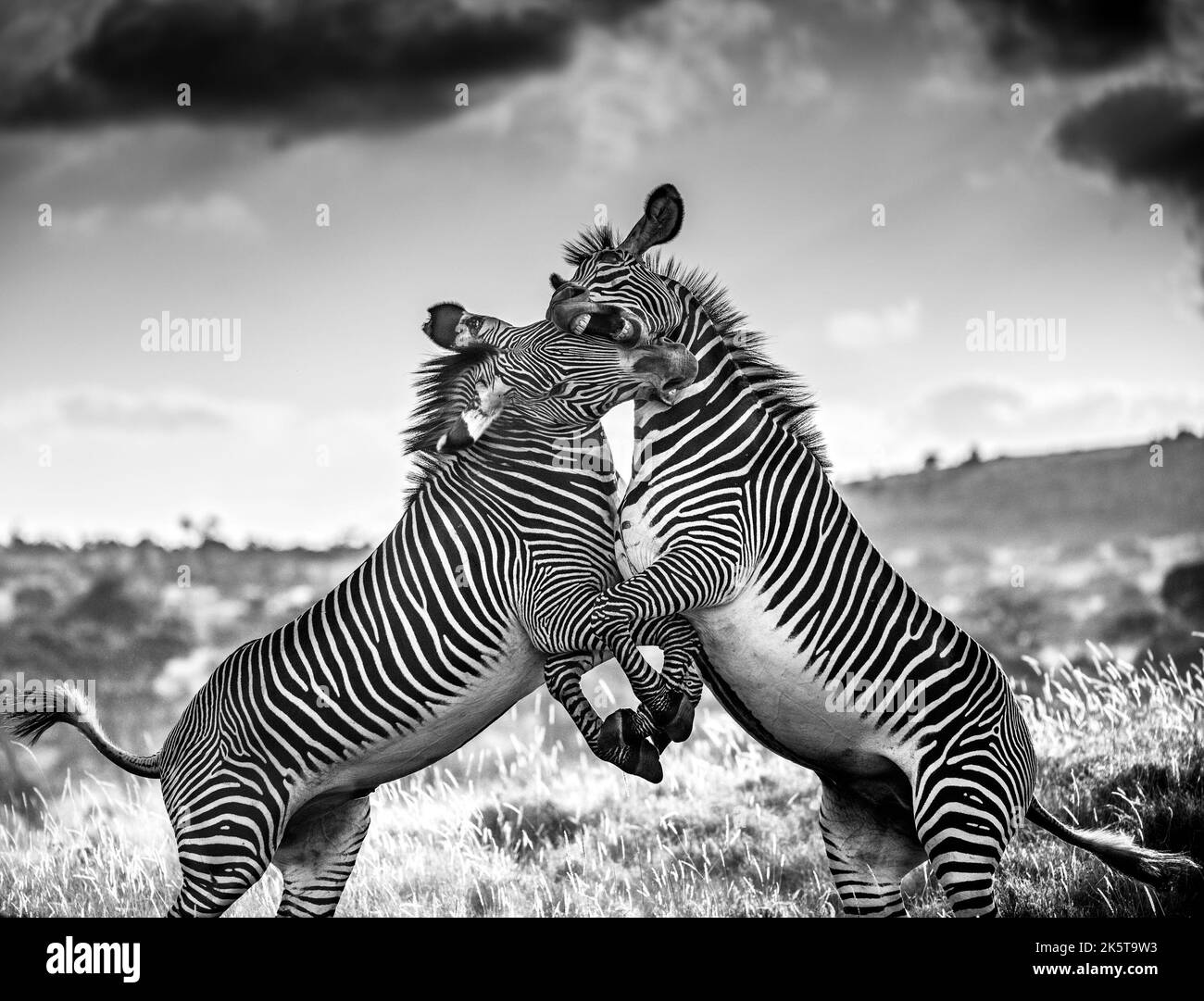 Due zebre combattono per il dominio. Africa: QUESTE INCREDIBILI immagini di un fotografo britannico catturano tutto il dramma della fauna africana dalla scintilla Foto Stock