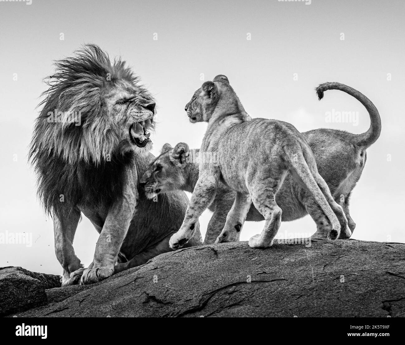 Padre leone avverte i cuccioli. Africa: QUESTE INCREDIBILI immagini di un fotografo britannico catturano tutto il dramma della fauna africana dalla scintilla Foto Stock