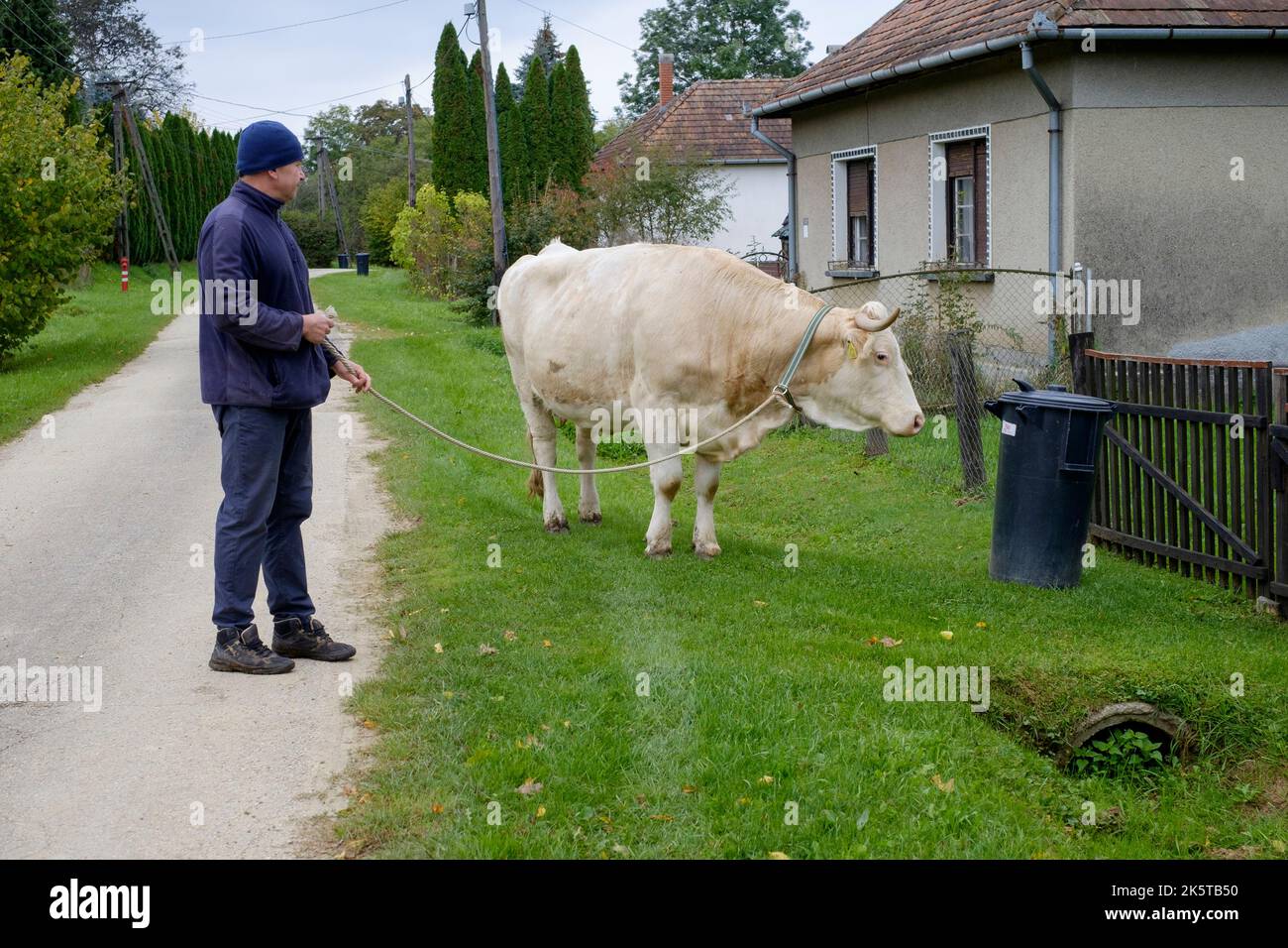 l'uomo locale che cammina la sua vacca da latte per pascolo attraverso il piccolo borgo rurale corsia zala contea ungheria Foto Stock