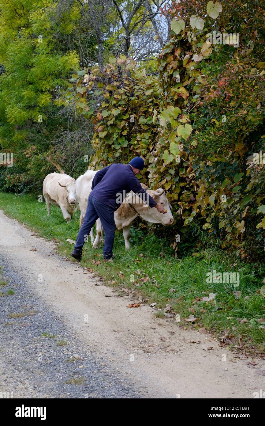 l'uomo locale che cammina le sue due mucche da latte per pascolo attraverso il piccolo borgo rurale lane zala contea ungheria Foto Stock