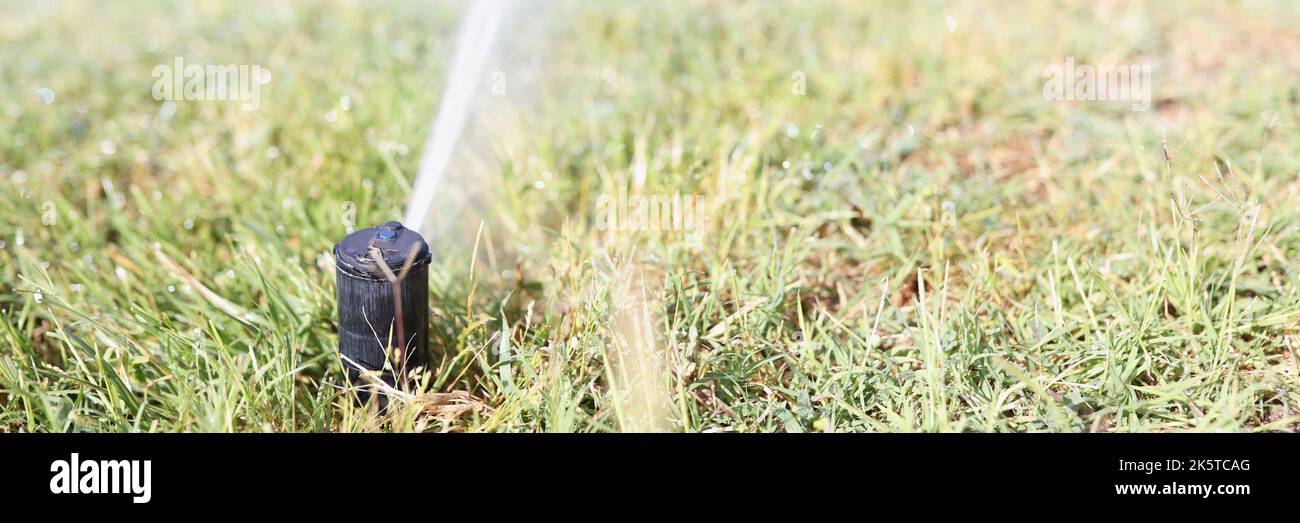 Un rubinetto annaffiatura irriga l'erba del prato, sfocato Foto Stock