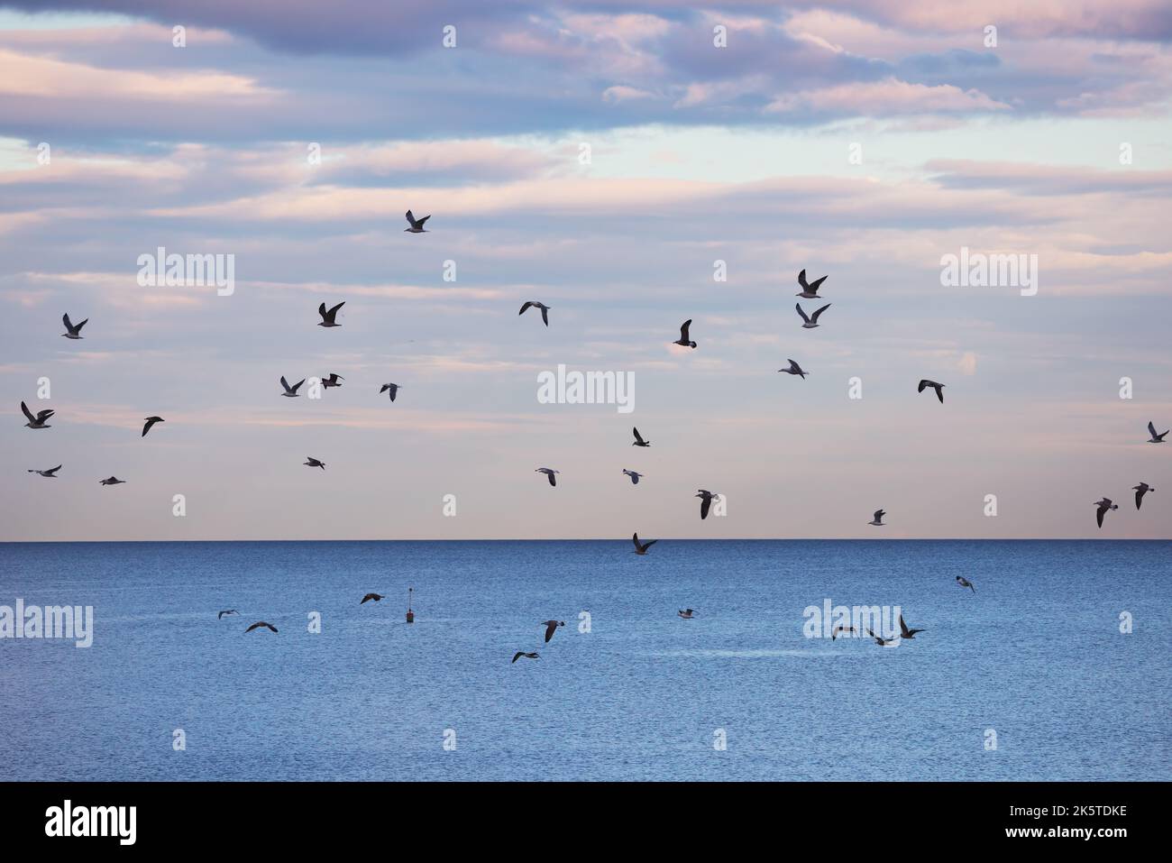 Uccelli volanti, gregge di gabbiano sorvola le onde del mare e alla ricerca di pesci Foto Stock