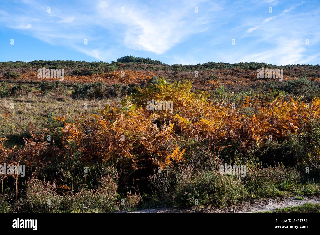 Viste della Ashdown Forest , East Sussex , Inghilterra UK Ashdown Forest è un'antica area di brughiera aperta che occupa la cima di sabbia più alta del Hi Foto Stock