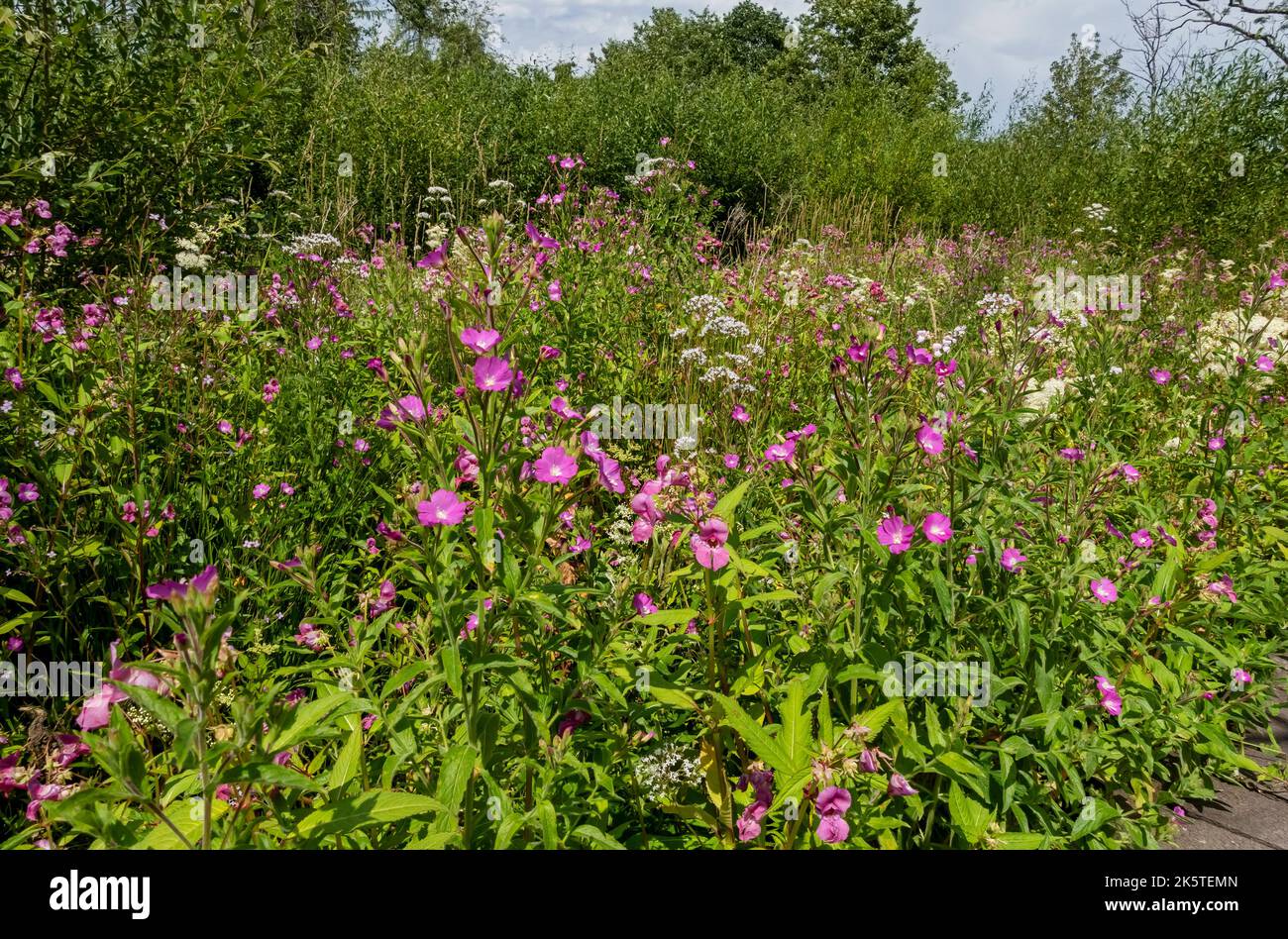 Primo piano di salice rosa peloso e fiori selvatici bianchi e dolci paludosi nell'area estiva della Cumbria Inghilterra Regno Unito Gran Bretagna Foto Stock