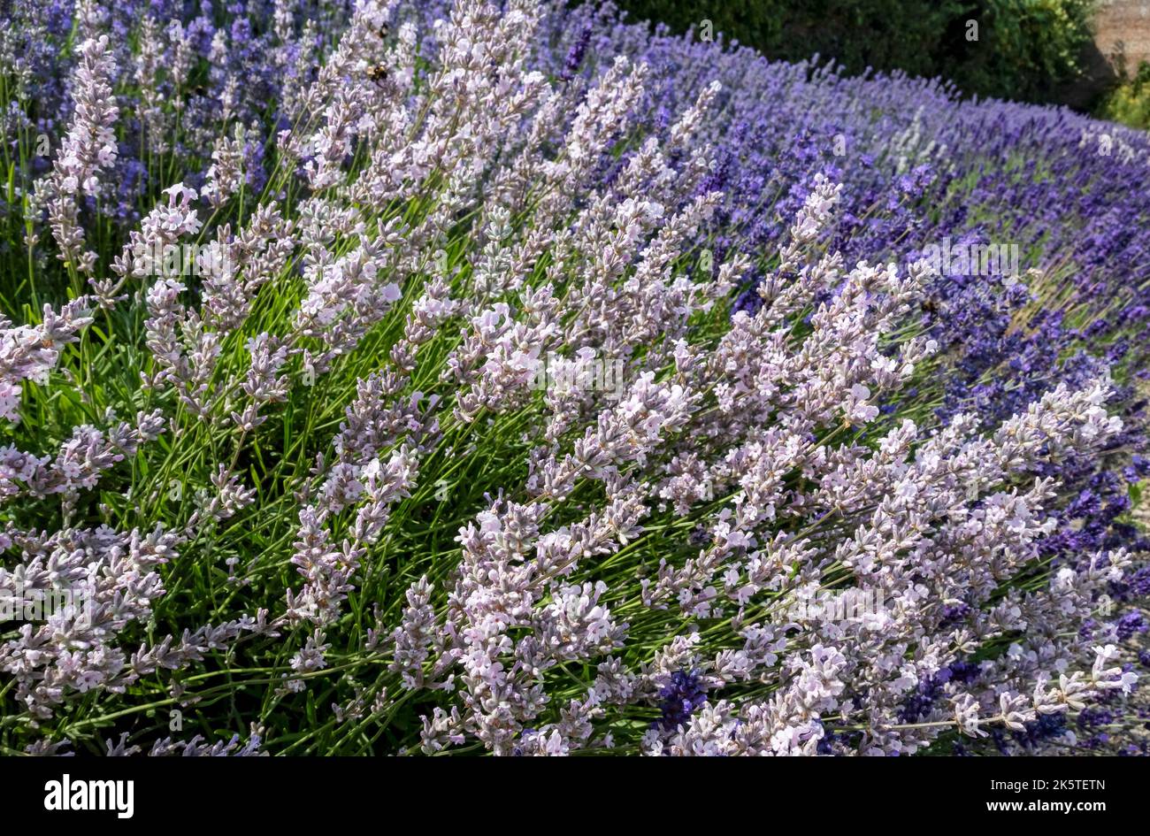 Primo piano di viola lavanda api amichevole Lavandula pianta piante fioritura fiori in un giardino confine in estate Inghilterra Regno Unito Gran Bretagna Foto Stock