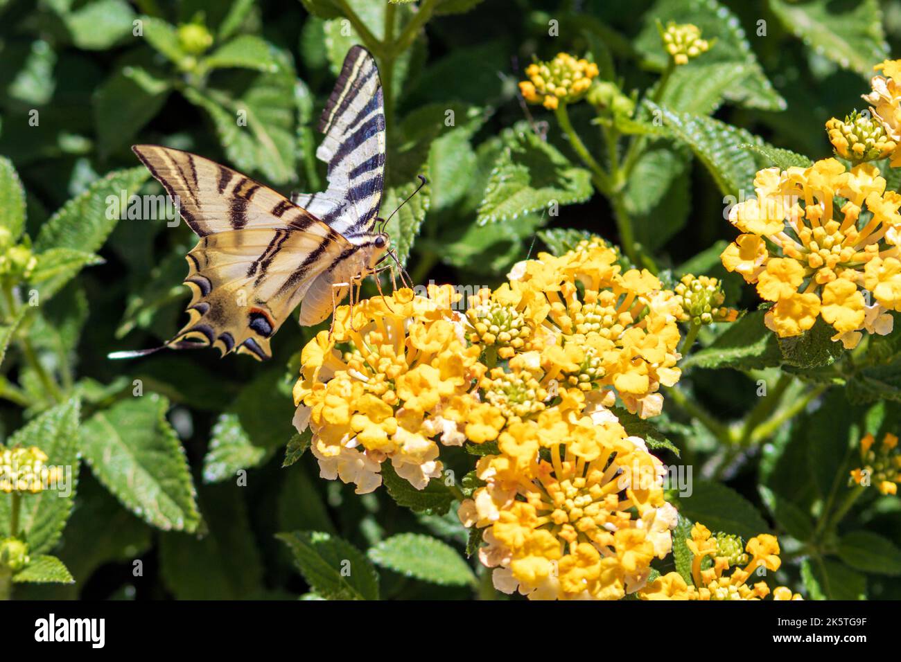 Iberian scarso Swallowtail Butterfly, Iphiclides feisthamelii Foto Stock