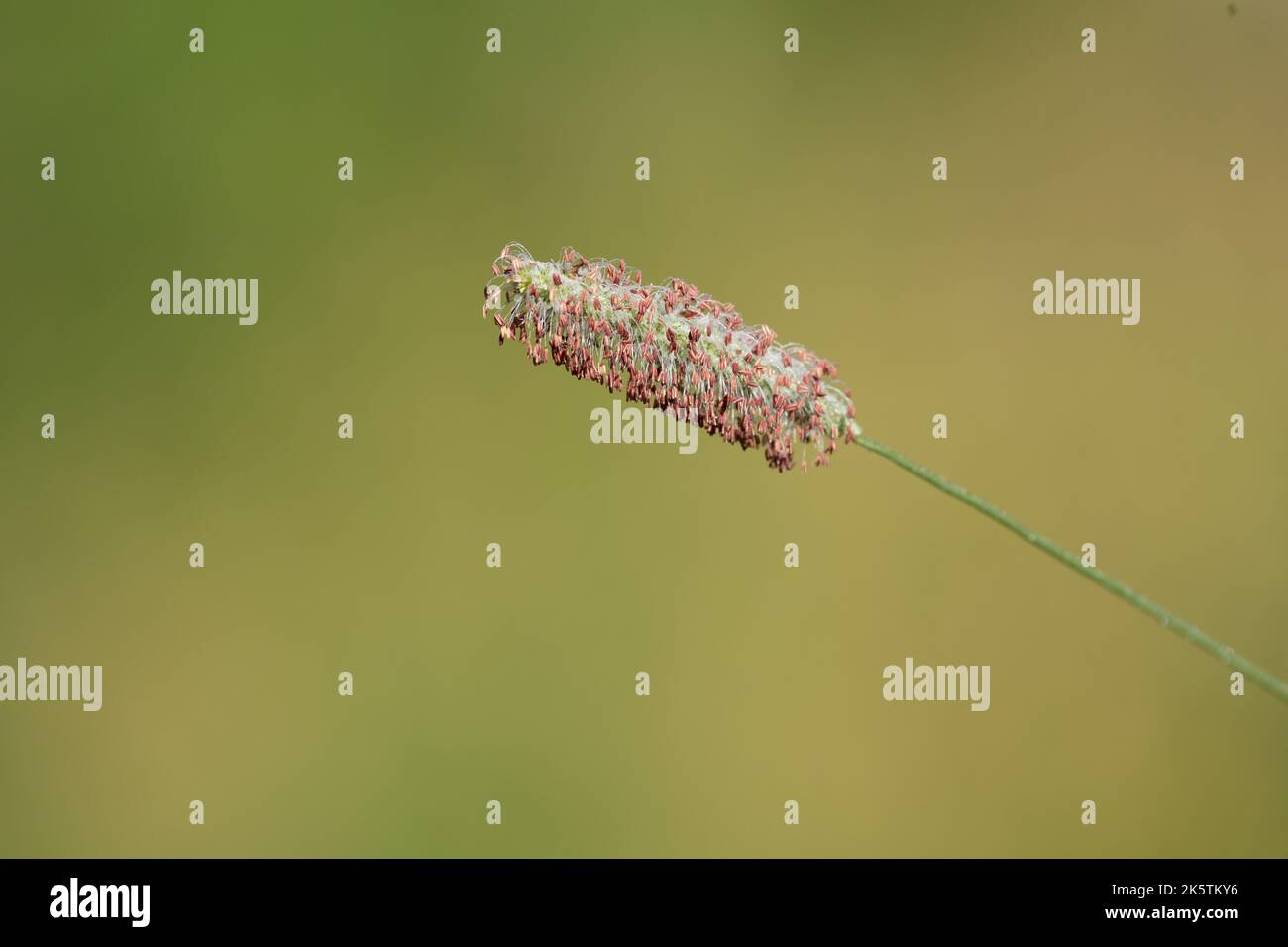 Un primo piano di un'erba timotea su uno sfondo verde sfocato Foto Stock