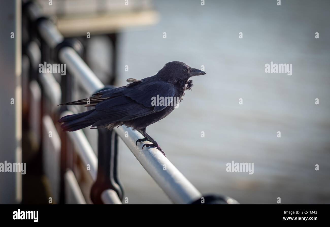 Un Carrion Crow (Corvus corone) si trova su una rotaia d'acciaio sul Worthing Pier nel Sussex occidentale, Regno Unito. Foto Stock