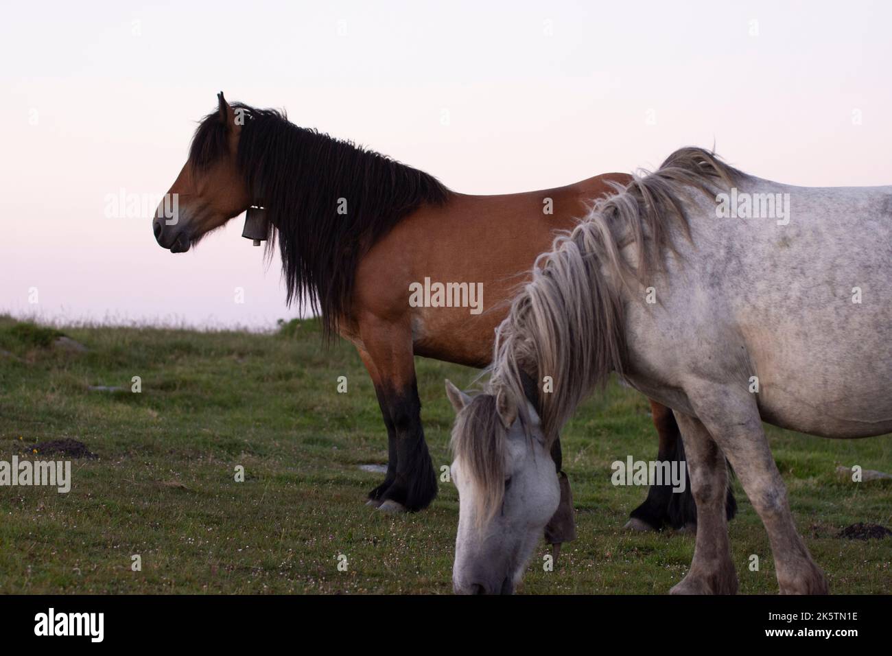 Un gruppo di cavalli che si trovano in un campo verde nei Paesi Baschi, nel nord della Spagna Foto Stock