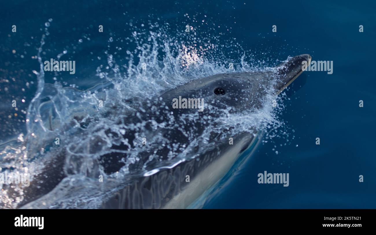 i delfini nuotano molto velocemente nell'acqua di mare Foto Stock