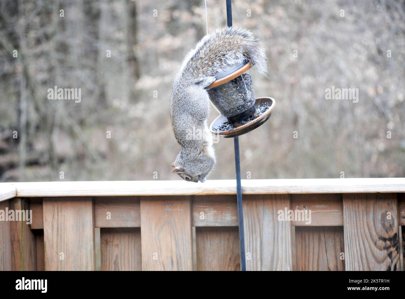 Scoiattolo catturato rubare cibo dal Birdfeeder Squirrel catturato rubare cibo dal Birdfeeder Foto Stock