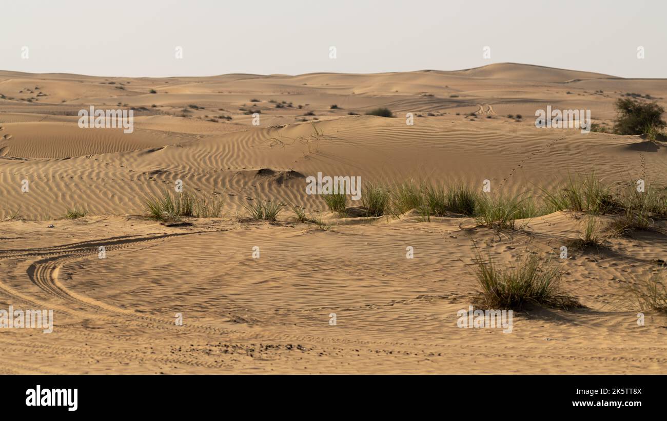 Splendida vista del paesaggio desertico con dune di sabbia e vegetazione desertica che cresce in zone presso la riserva di conservazione del deserto di al Marmoom ad al Qu Foto Stock