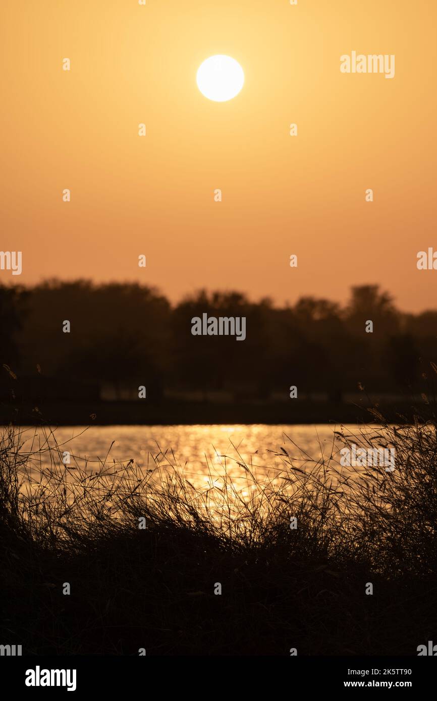 Erba in primo piano in silhouette come i raggi luminosi del sole stanno rimbalzando fuori dall'acqua del lago presso la riserva di conservazione del deserto di al Marmoom a al Qudra in D. Foto Stock