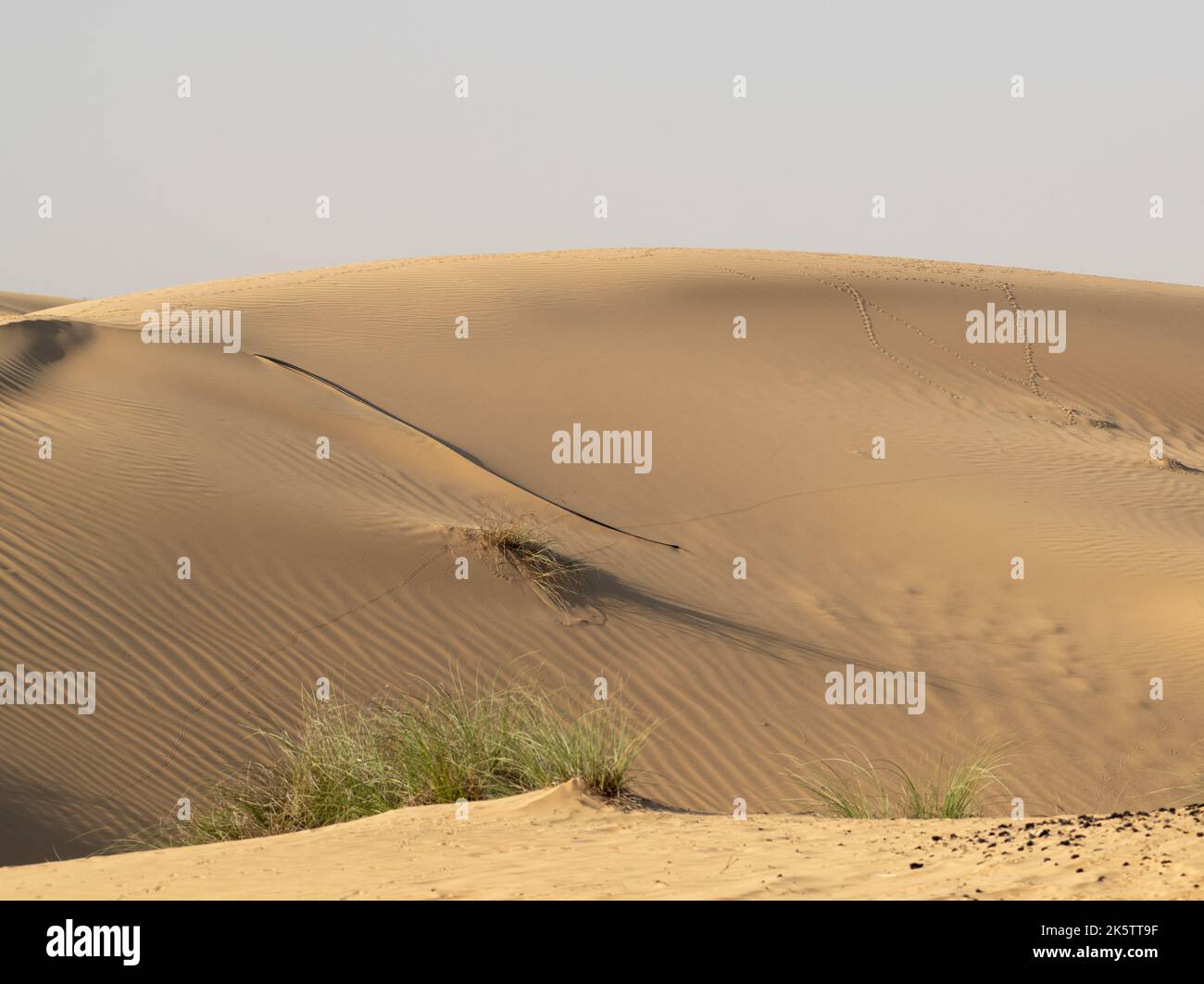 Vista di una bella e grande duna di sabbia nel deserto presso la riserva naturale del deserto di al Marmoom a al Qudra a Dubai, Emirati Arabi Uniti. Foto Stock