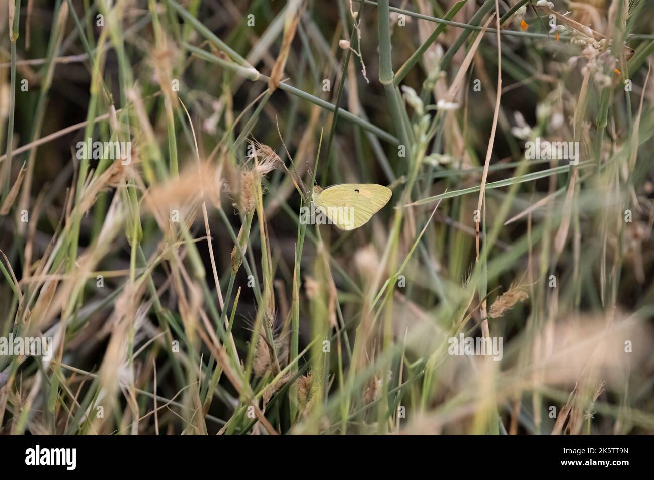 Una bella farfalla gialla con una macchia nera che riposa tra l'erba verde presso la riserva di conservazione del deserto di al Marmoom a al Qudra a Dubai, un Foto Stock