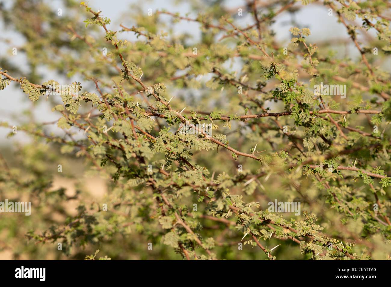 Primo piano di un albero di acacia spinoso alla riserva di conservazione del deserto di al Marmoom a al Qudra a Dubai, Emirati Arabi Uniti. Foto Stock