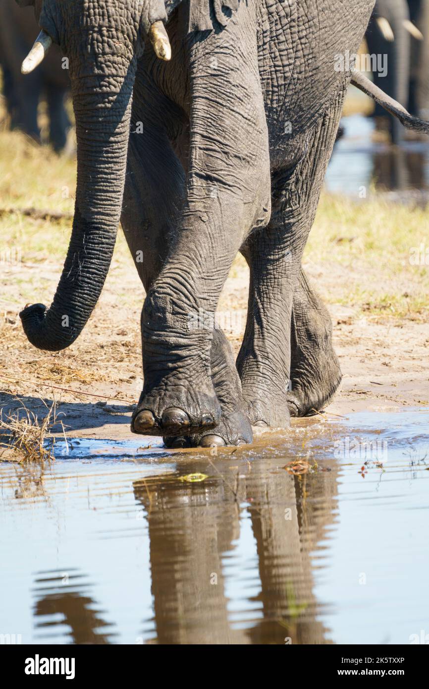Zampe di elefante (Loxodonta africana) che attraversano l'acqua del bordo del fiume. Parco Nazionale di Chobe, Botswana, Africa Foto Stock