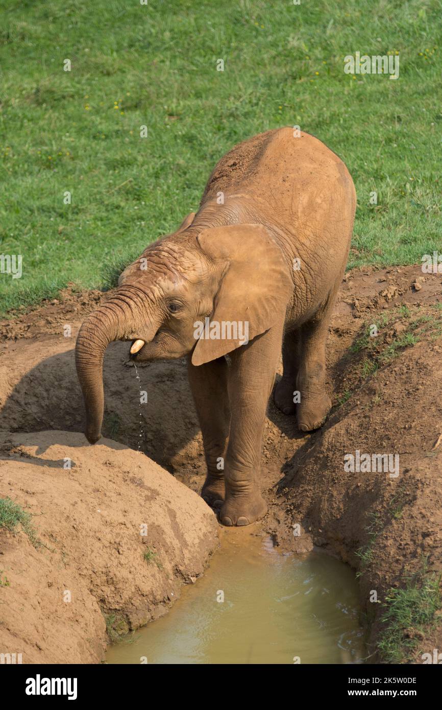 marrone elefante acqua potabile da uno stagno nel terreno con il suo tronco Foto Stock
