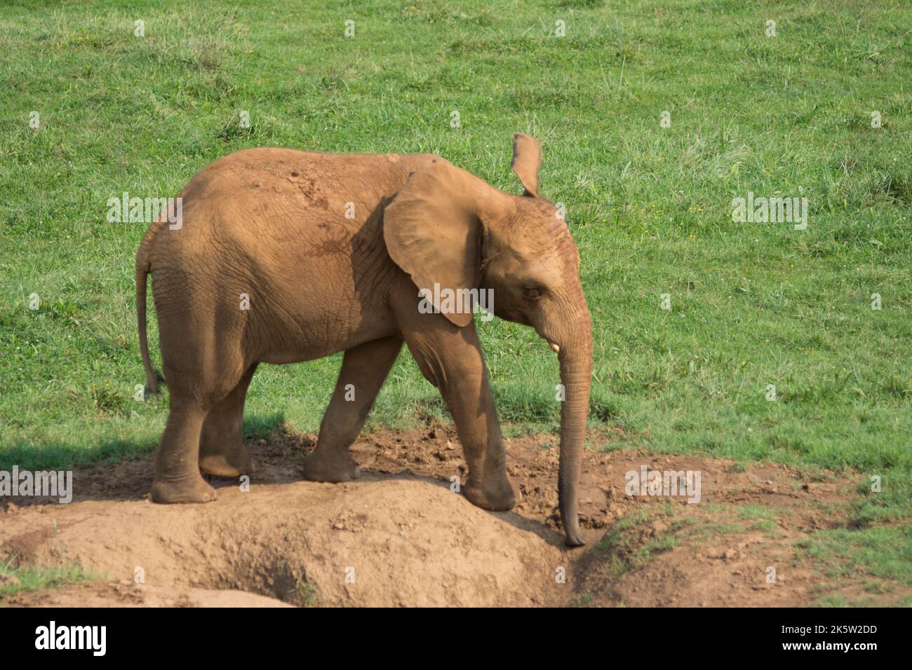 marrone elefante acqua potabile da uno stagno nel terreno con il suo tronco Foto Stock