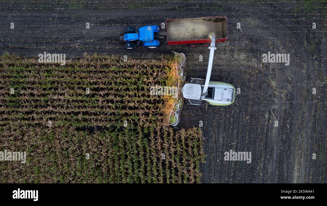 Volo aereo con drone sulla mietitrebbiatrice che raccoglie mais secco sul campo in un giorno d'autunno di sera o di mattina. Vista dall'alto delle macchine trebbiatrici in funzione in Cornfield. Raccogliendo, lavori agricoli ed agricoli, Farming. Foto di alta qualità Foto Stock