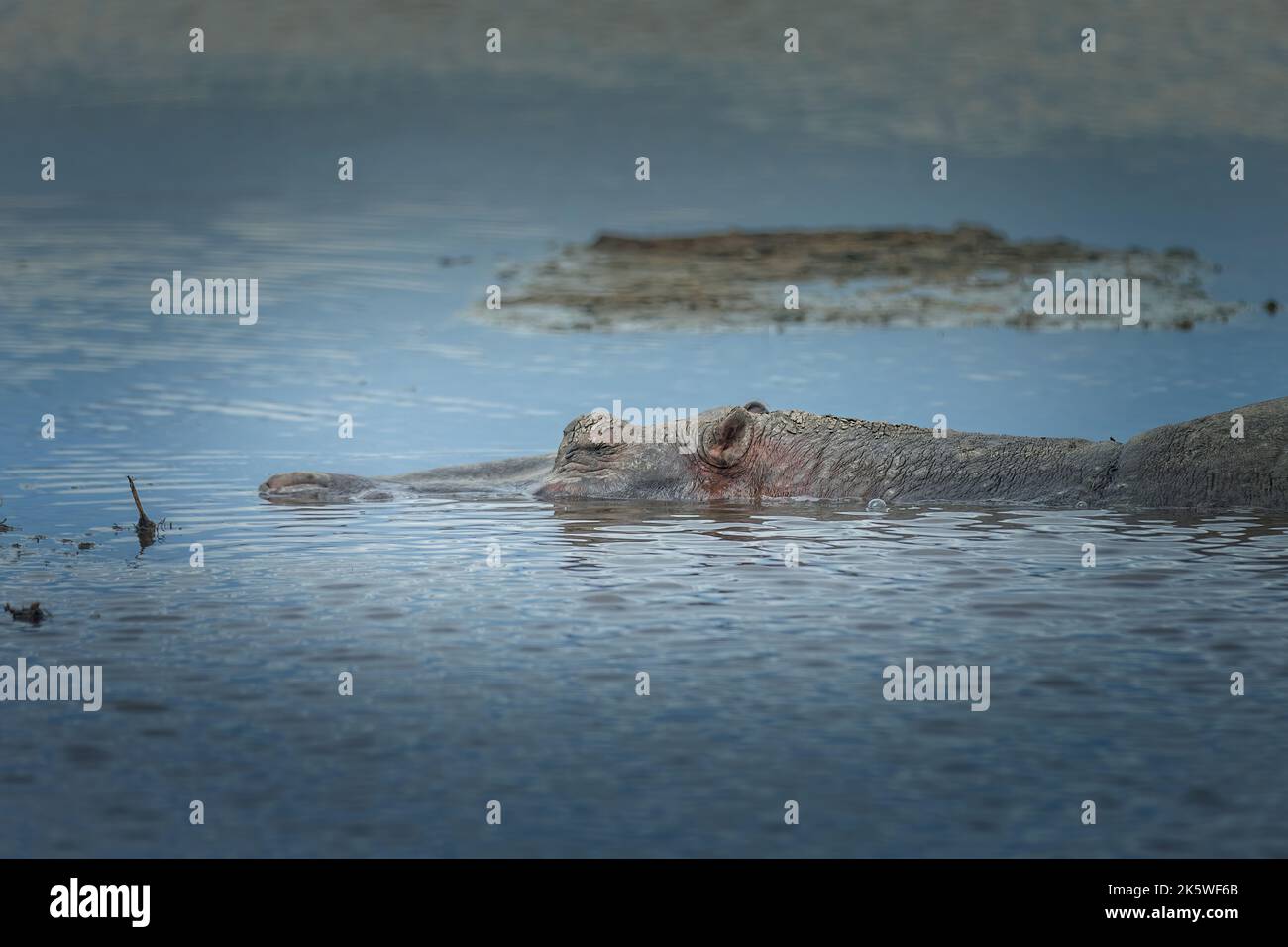 Ippopotamo sommerso in uno stagno nel Serengeti, vista laterale Foto Stock