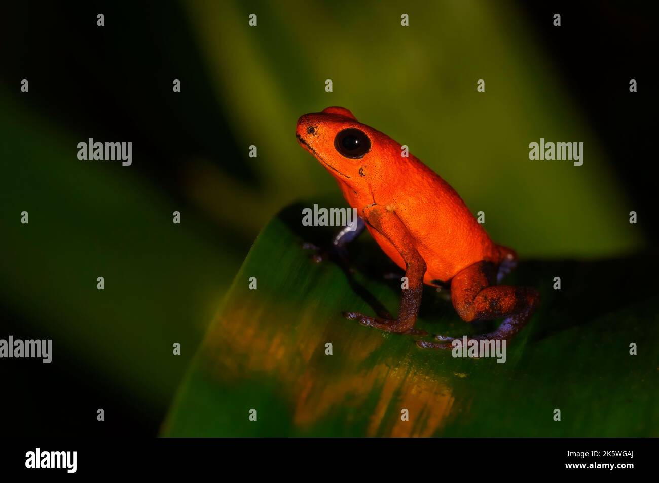 Frana di cervo alle fragole (Oophaga pumilio) da vicino, seduta su una foglia, Costa Rica. Foto Stock