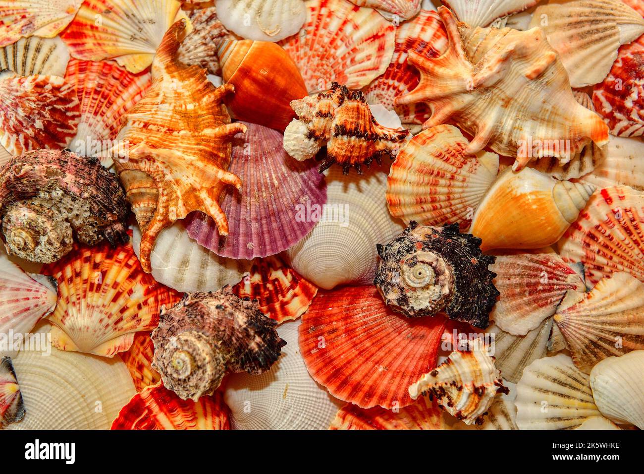 Conchiglie colorate astratto sfondo piatto giacere Foto Stock