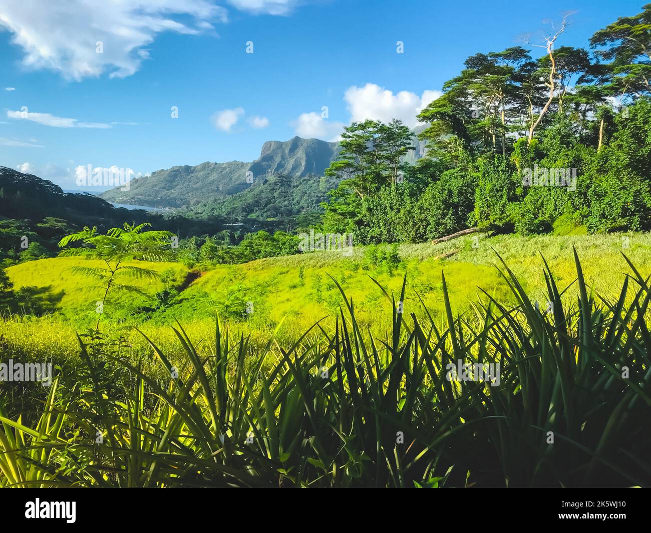 Verde paesaggio montano con prato fresco, foresta e catena montuosa. Splendidi altopiani alpini nelle giornate di sole. Bellissima natura sfondo. Viaggi, turismo, avventura. Polinesia, isola di Moorea Foto Stock