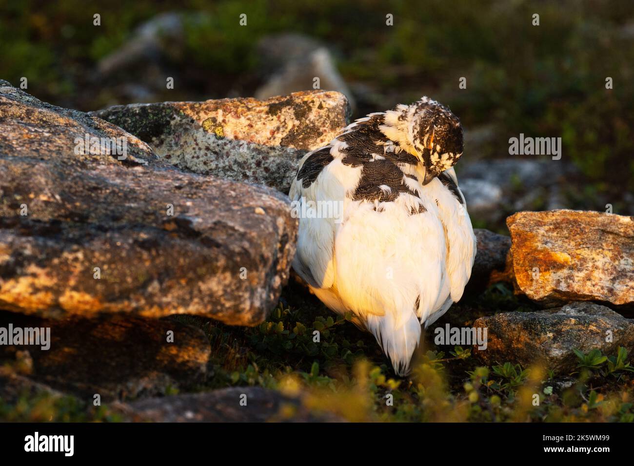 Il ptarmigan di roccia pulisce le sue piume nel mezzo delle rocce durante una bella alba su Kiilopää cadde, Finlandia settentrionale. Foto Stock