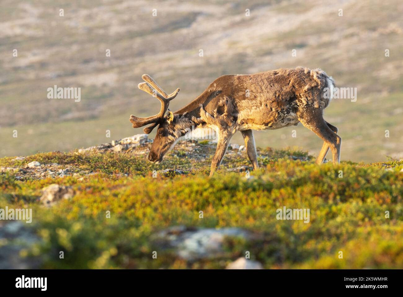 Primo piano delle renne nazionali, il tarandus di Rangifer con grandi corna che camminano sulle montagne in una mattinata di inizio estate al parco nazionale di Urho Kekkonen Foto Stock