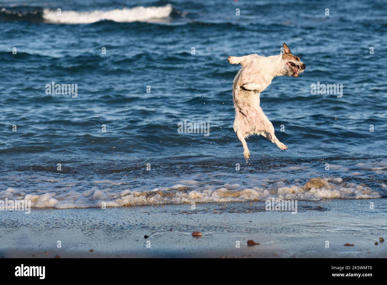 Felice cane eccitato che salta in su vicino all'acqua che gioca alla spiaggia del mare Foto Stock