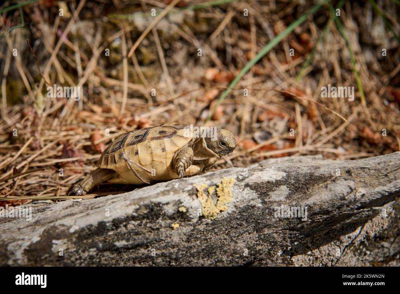 Cute Baby tartaruga, Spur-thighed tartaruga, (Testudo graeca terrestris) tacchino Foto Stock