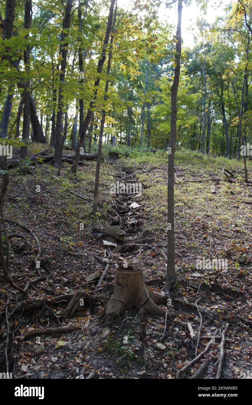 Creek nel bosco Foto Stock