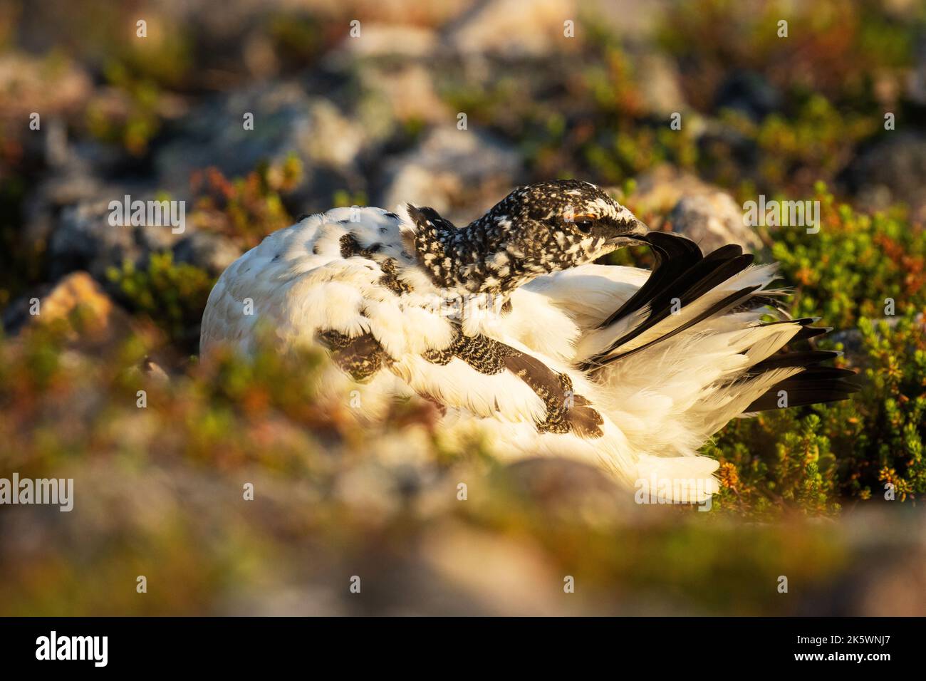 Il ptarmigan di roccia pulisce le sue piume nel mezzo delle rocce durante una bella alba su Kiilopää cadde, Finlandia settentrionale. Foto Stock