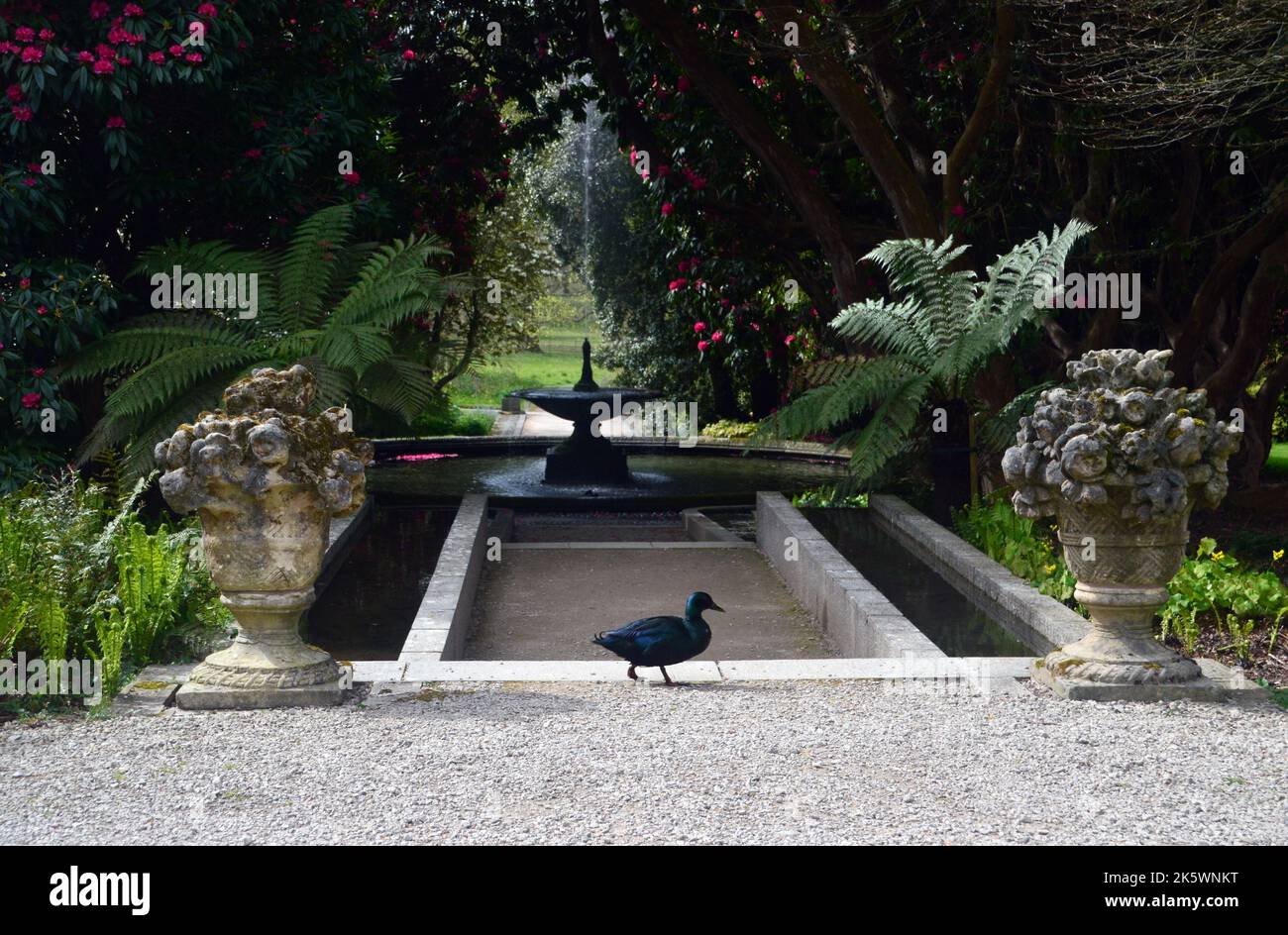 Single East Indie 'Black East Indian' (Anas platyrhynchos) Ornamental Duck vicino alla Fontana presso Holker Hall & Gardens, Lake District, Cumbria, Inghilterra Foto Stock