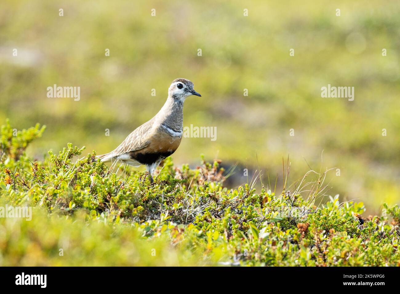 Allerta dotterel eurasiatico in piedi in mezzo a vegetazione bassa su una collina durante una giornata estiva brillante in Lapponia finlandese Foto Stock