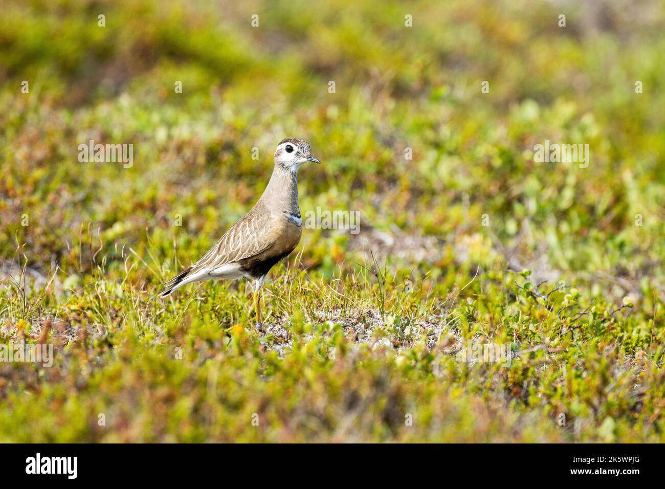 Allerta dotterel eurasiatico in piedi in mezzo a vegetazione bassa su una collina durante una giornata estiva brillante in Lapponia finlandese Foto Stock