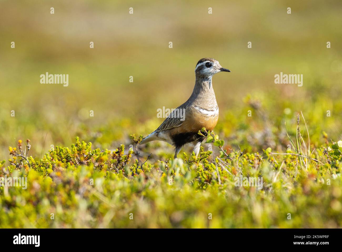 Allerta dotterel eurasiatico in piedi in mezzo a vegetazione bassa su una collina durante una giornata estiva brillante in Lapponia finlandese Foto Stock