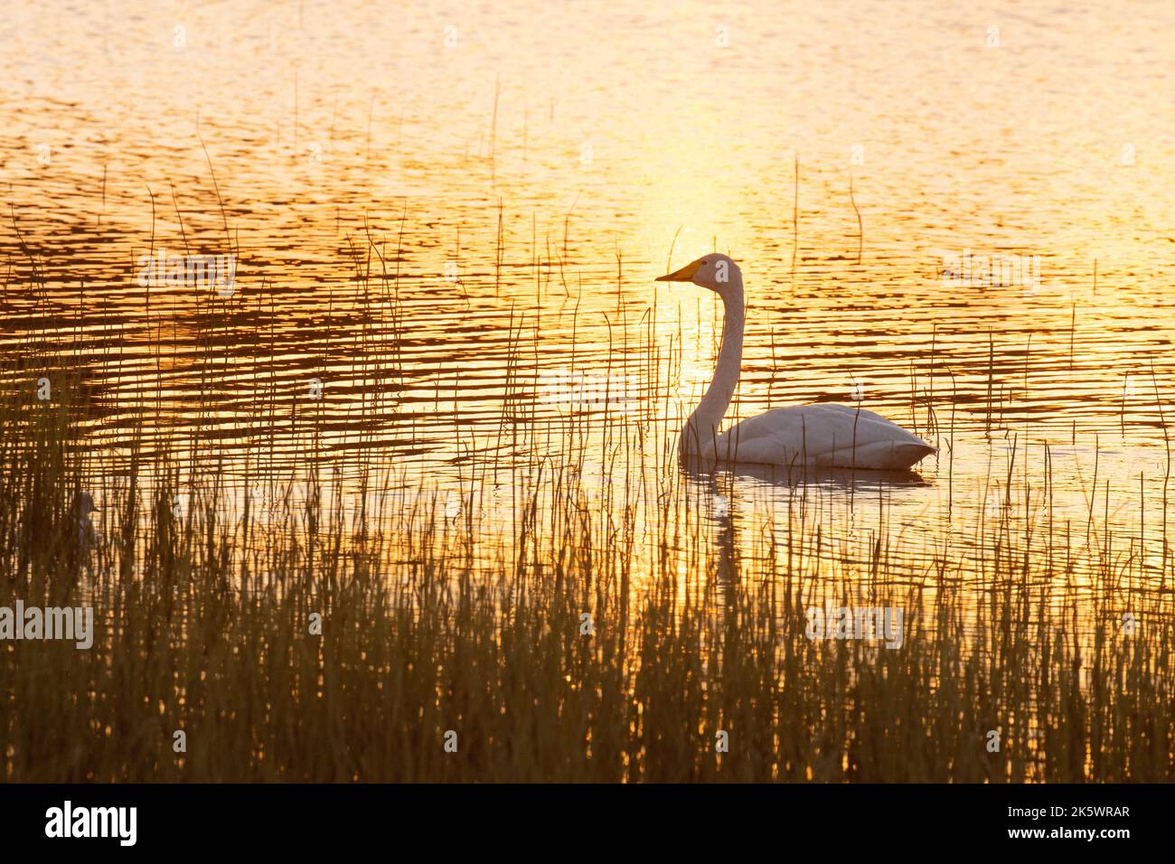Un cigno Whooper adulto che nuota su un piccolo lago durante un tramonto bello vicino a Kuusamo, Finlandia settentrionale Foto Stock