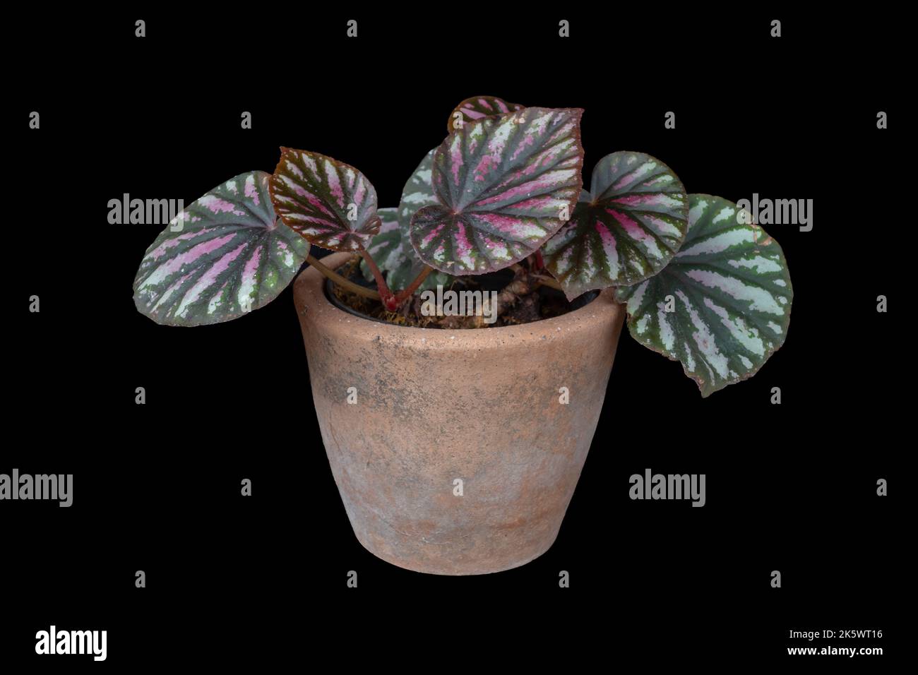 Belle strisce di caramelle rizomatous begonia ibrido con rosso bianco e verde foglie in vaso di argilla isolato su sfondo nero Foto Stock
