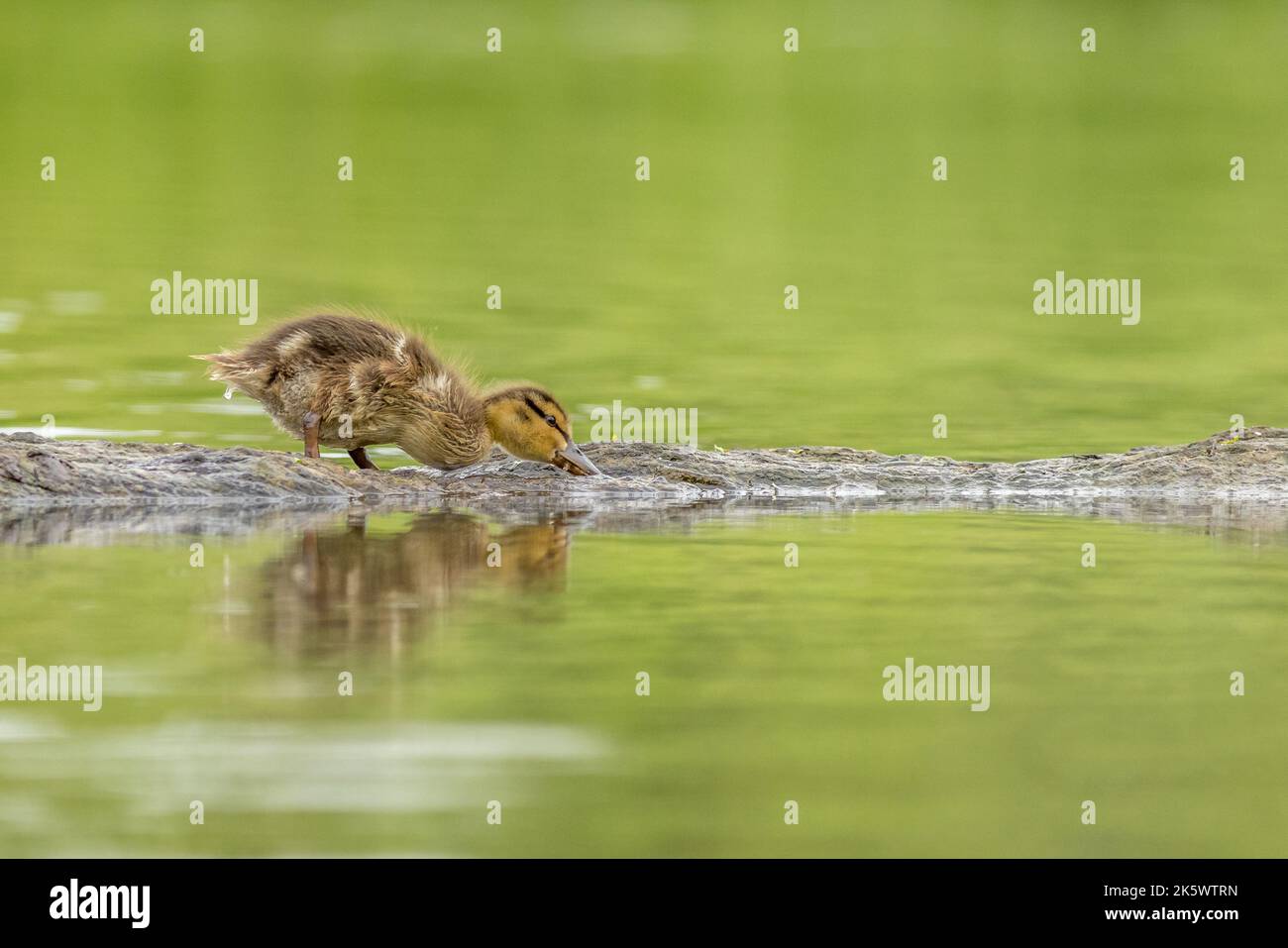 Baby Duckling in natura su un lago Foto Stock