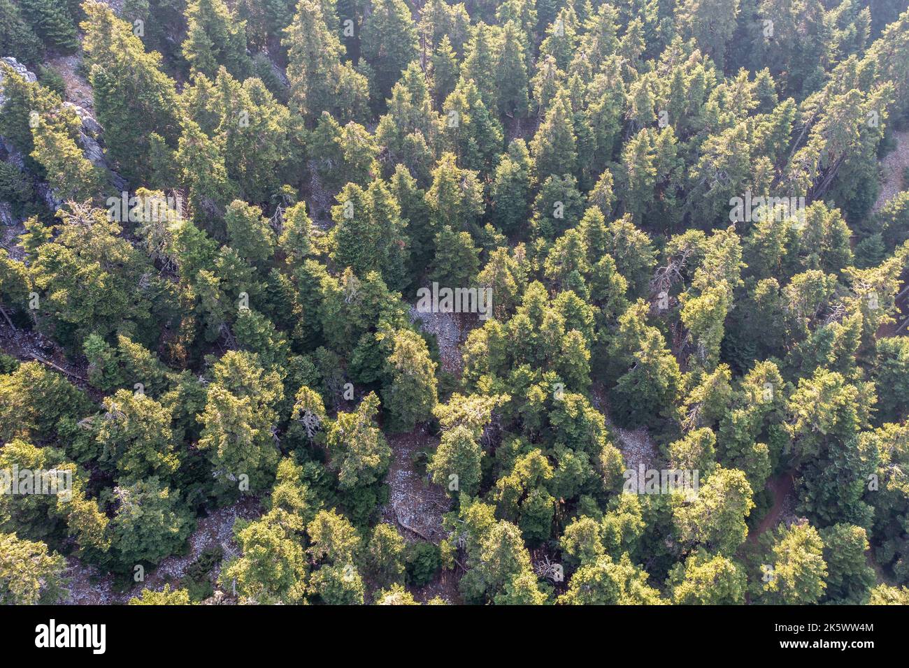 Abete foresta sfondo vista aerea drone. Alberi di conifere boschi sul monte Parnassos Boeotia, Grecia Foto Stock