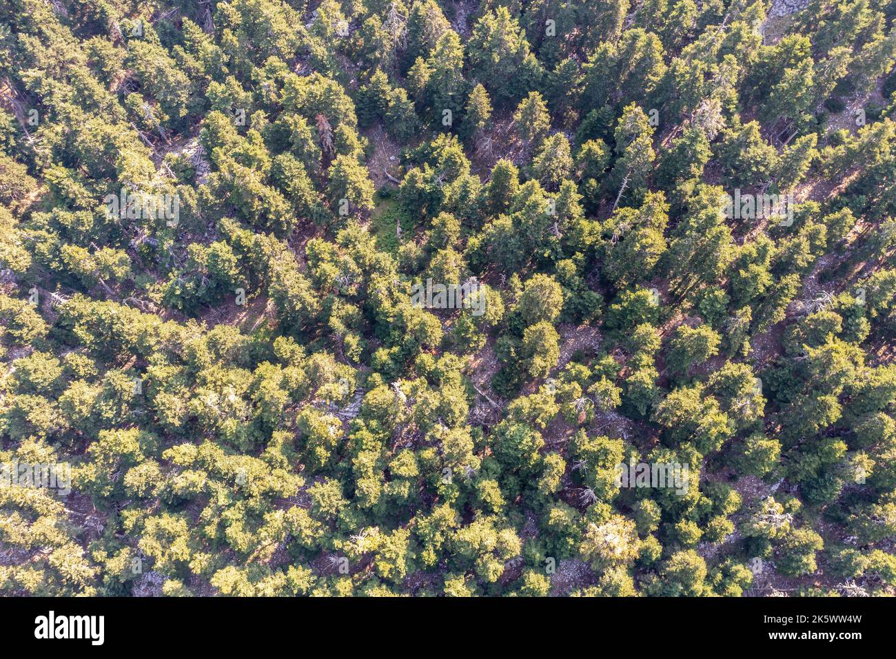 Abete foresta sfondo vista aerea drone. Alberi di conifere boschi sul monte Parnassos Boeotia, Grecia Foto Stock