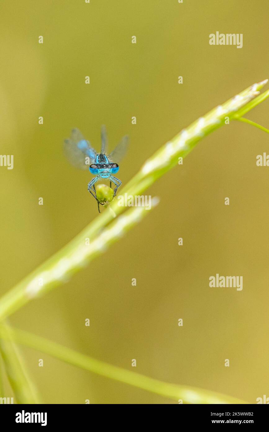 Blue Damselfly comune guardando l'obiettivo Foto Stock