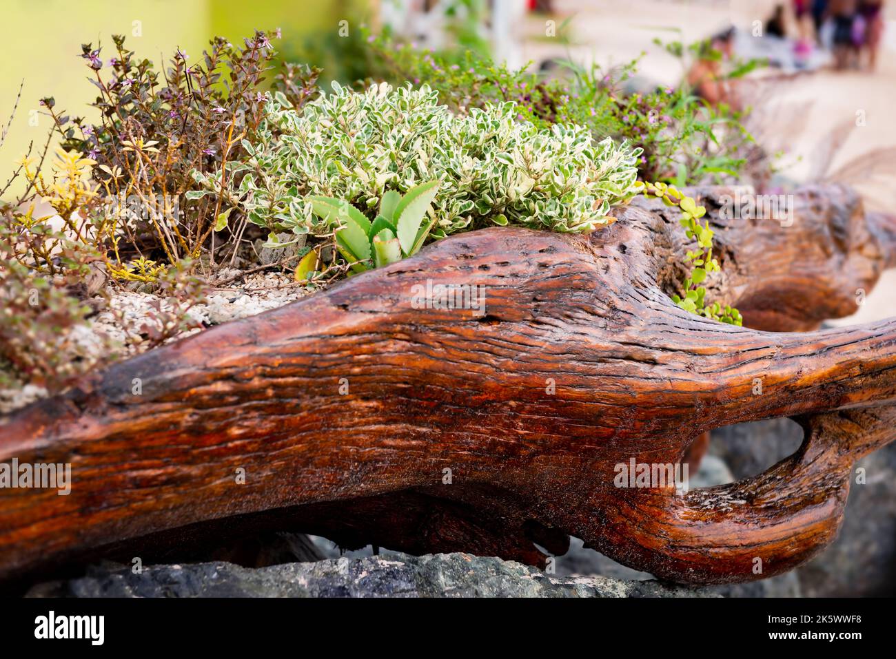 Tropicale fiori frondosi legno di faggio log cactus disposizione presso la spiaggia di Tobago Foto Stock