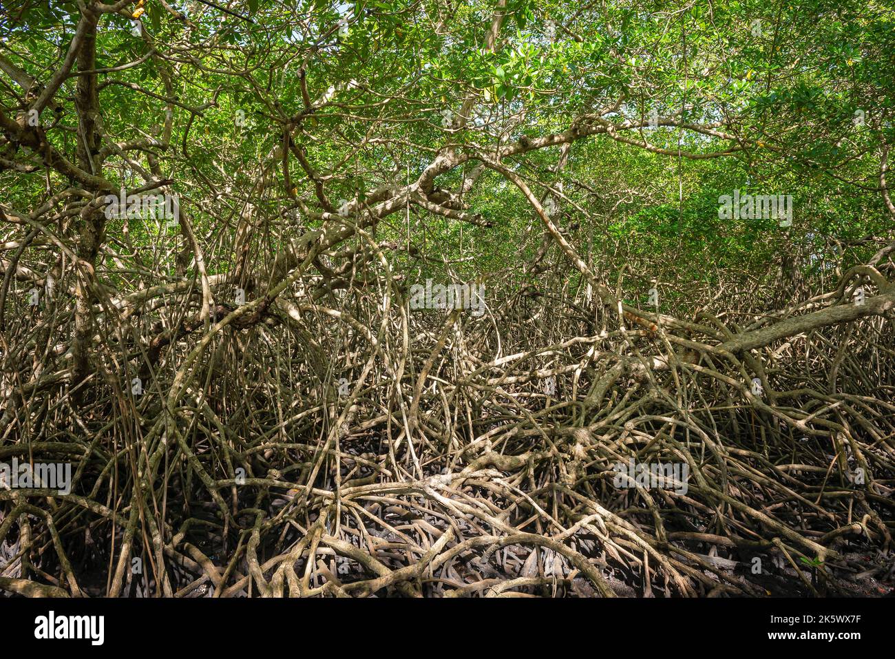 Foreste di mangrovie fitti alberi tropicali fogliame giungla selvaggio ecosistema boschi a Tobago Foto Stock