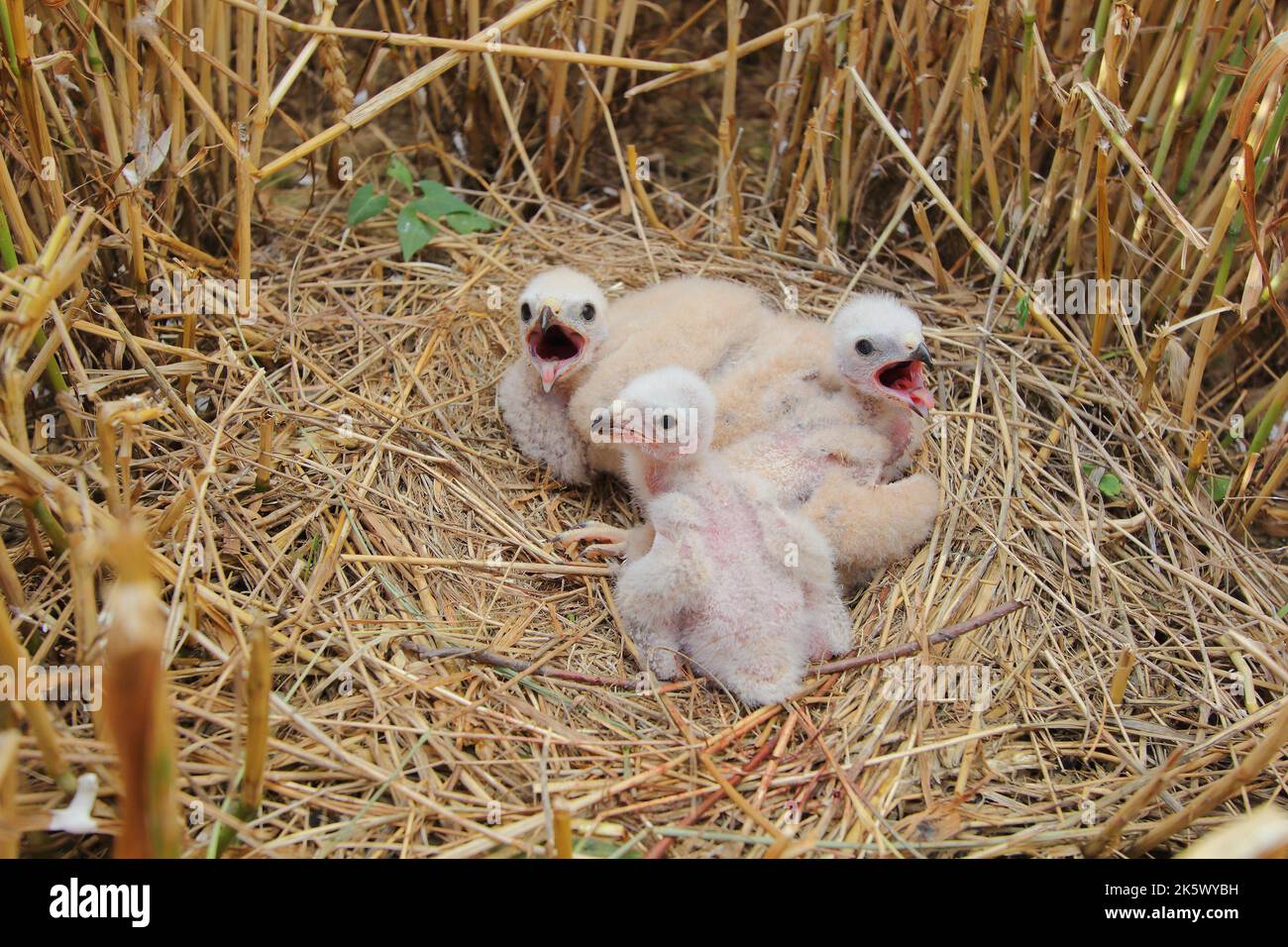 I pulcini di arrier del Montagu (Circus pygargus) nido in campo di grano Foto Stock