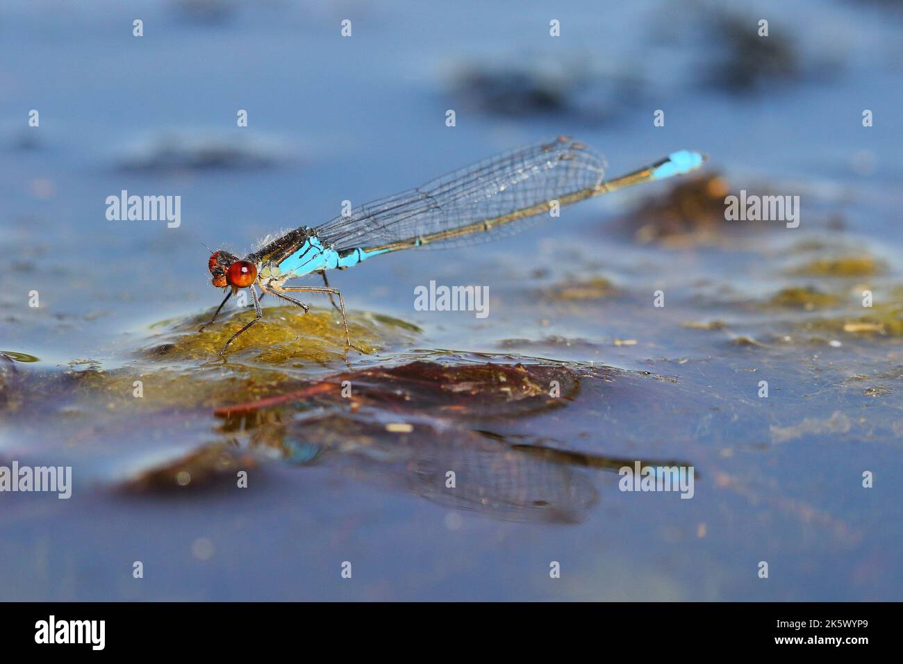 La piccola damselfola dagli occhi rossi (Erythromma viridulum) maschio sulla superficie dell'acqua in un habitat naturale Foto Stock
